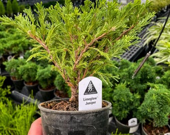 Pre-Bonsai, Limeglow Juniper, Live Plant - 4" Growers Pot