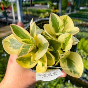 May include: A close-up of a Peperomia plant with variegated leaves in shades of green and yellow. The plant is in a black pot and is being held by a person. The leaves have a rounded shape and a waxy texture. The plant is healthy and vibrant.