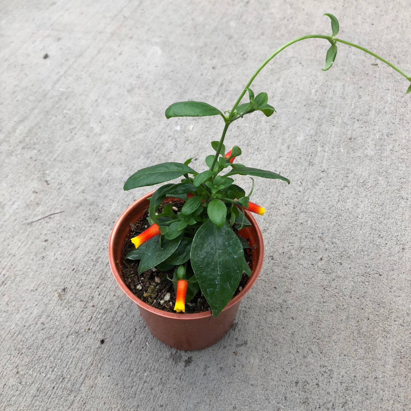Luteorubra candy Corn Vine 4 Growers Pot Etsy