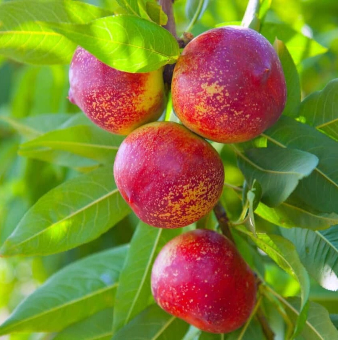 Harko Nectarine 4x4x9 Growers Pot Etsy