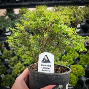 Tsuga canadensis Moon Frost Canadian Hemlock 4 Growers Pot image 2