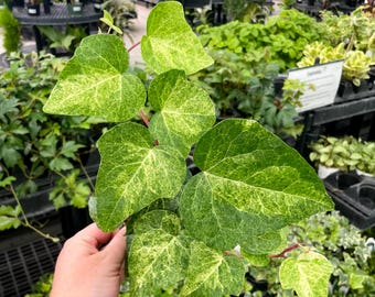 NEW IN: Ivy, Tropical Blizzard, Algerian Ivy, Live Plant, 4" Growers Pot