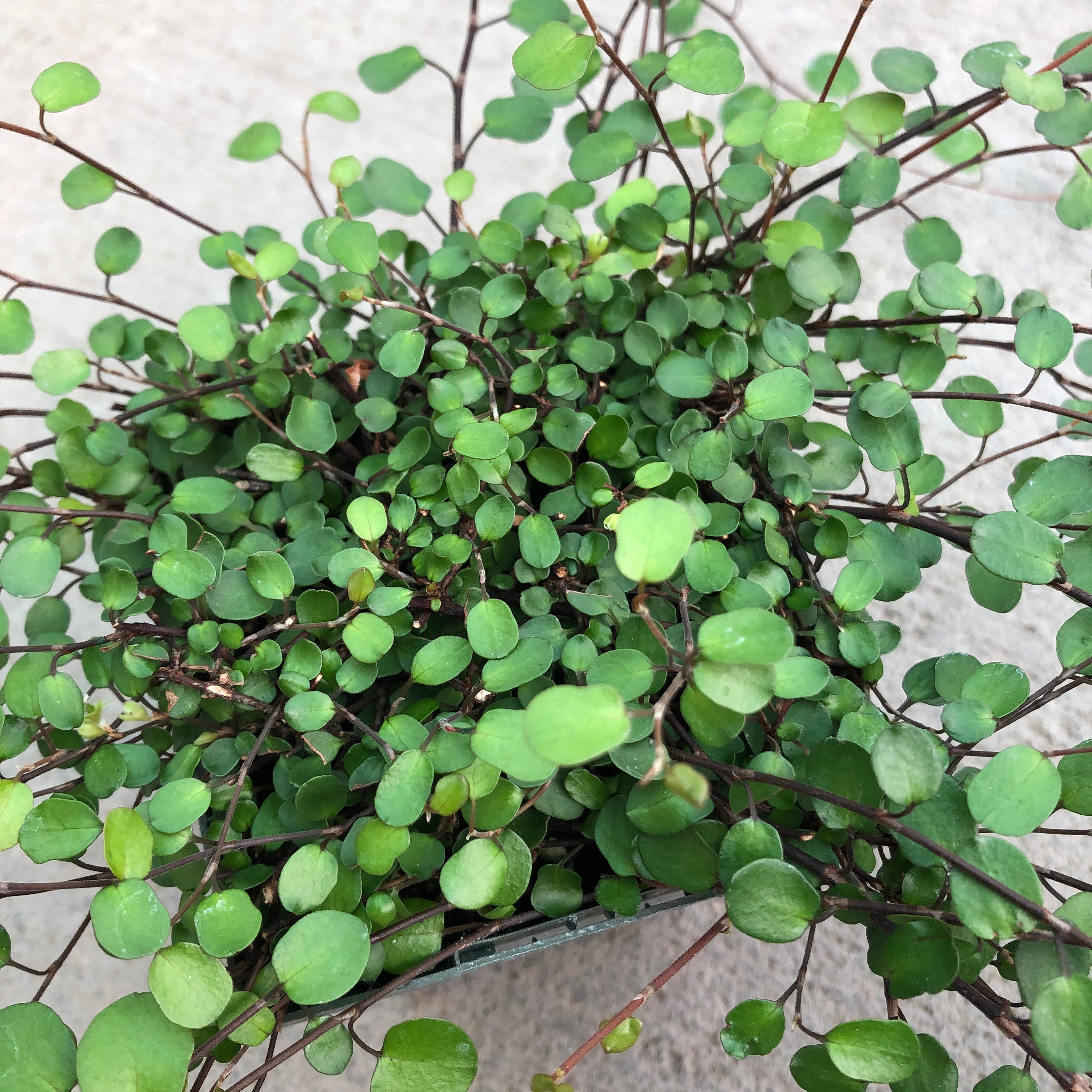 Muehlenbeckia complexa 'Big Leaf' - Creeping Wire Vine (3.5 Pot