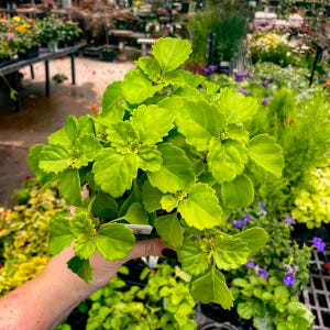 Hiedra rastrera (Hiedra sueca), planta viva, maceta de cultivo de 10 cm (4").