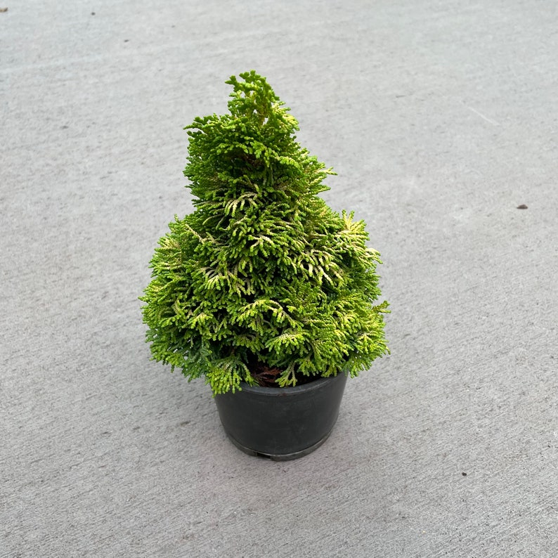 Chamaecyparis obtusa Little Markey Hinoki Cypress 4 Growers Pot image 4