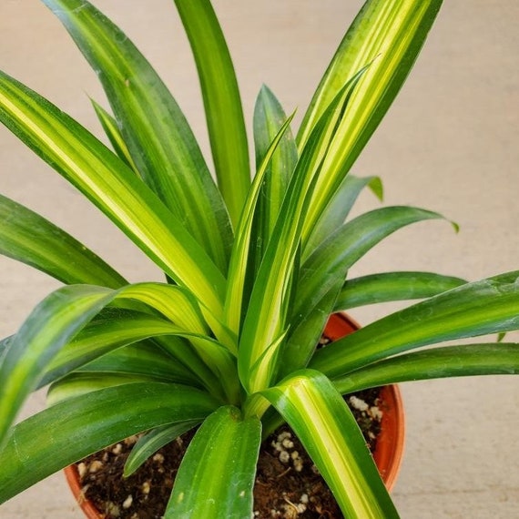 Spider Plant Chlorophytum comosum