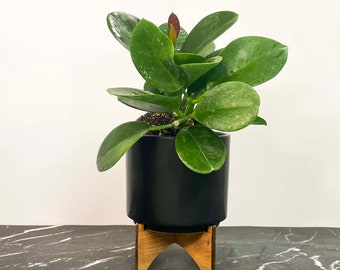 Hoya australis (Wax Plant) - 4" Growers Pot