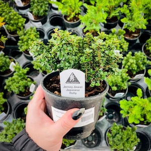 May include: A small potted plant with green leaves. The plant is labeled "Jersey Jewel Japanese Holly" and is from "SEU NURSERY".