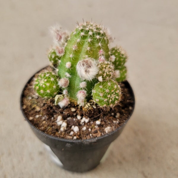 Echinopsis ‘Rose Quartz’ (Peanut Cactus) - 2.5” Growers Pot
