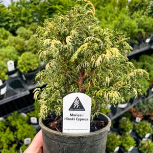 Pre-Bonsai, Mariesii Hinoki Cypress, Live Plant - 4&quot; Growers Pot