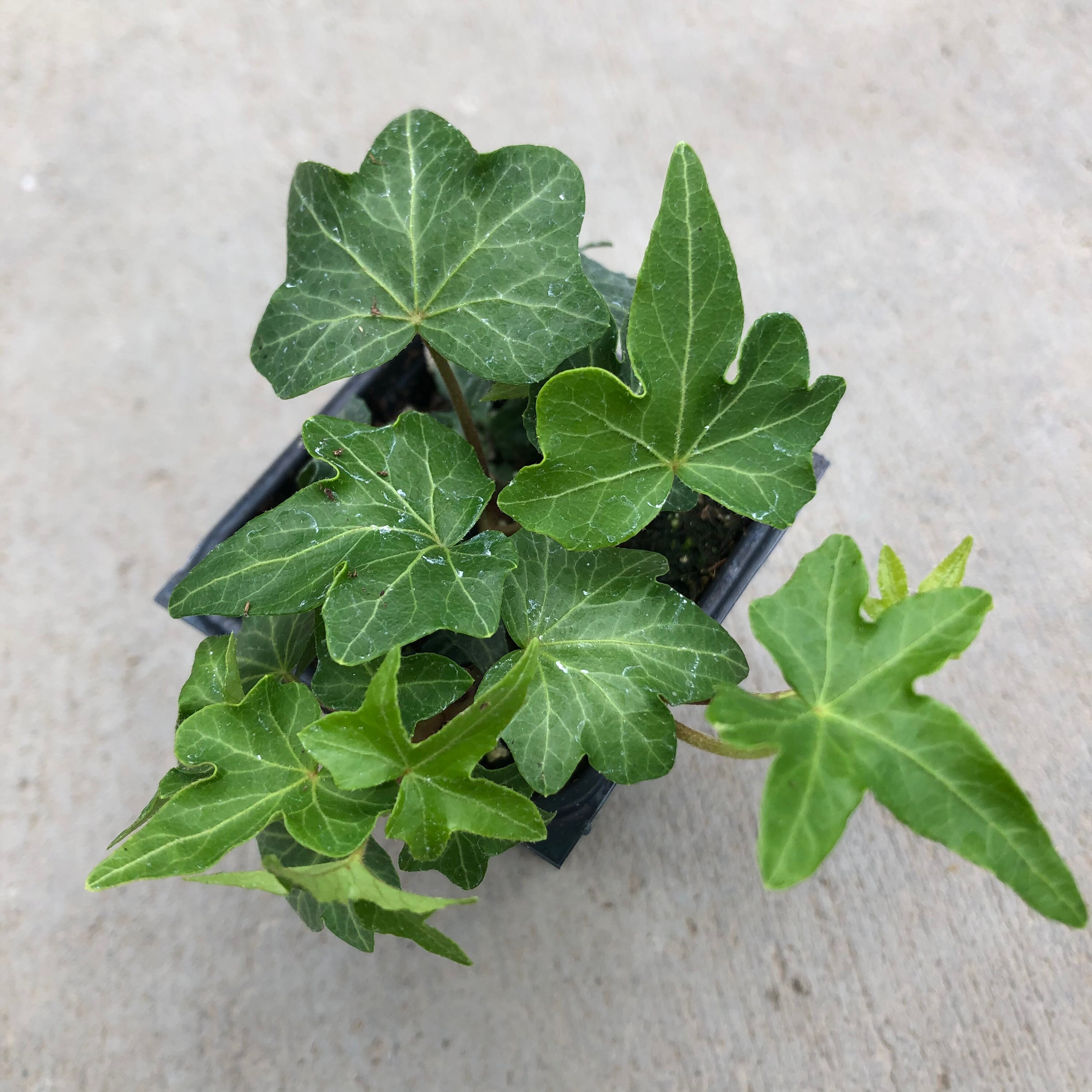 Hedera helix Needlepoint English Ivy 2.5 Growers Pot Etsy