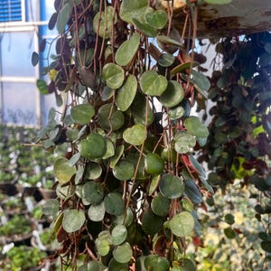 Peperomia, Ruby Cascade, Live Houseplant, 4" Grower Pot