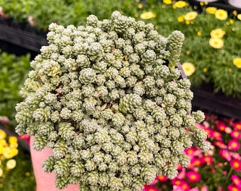 Creeping Sedum, 'Major', Live Groundcover Succulent  - 4" Growers Pot