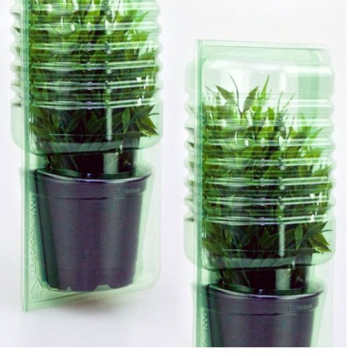 Plastic Shipping Clam Shell for Plants fit 4 Growers Etsy