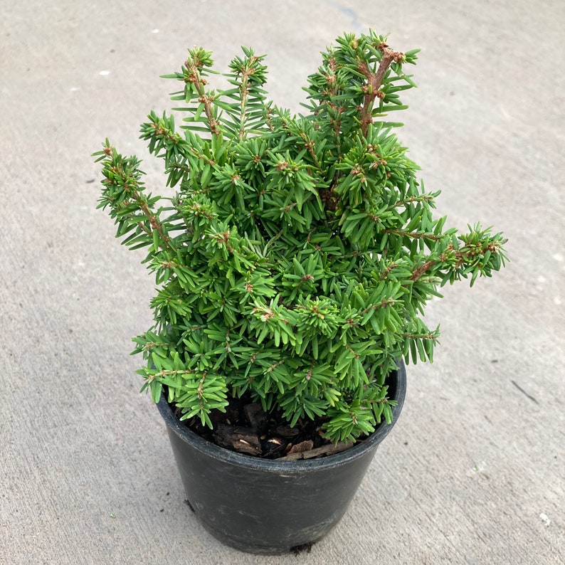 Tsuga canadensis Jervis Canadian Hemlock 4 Growers Pot image 2