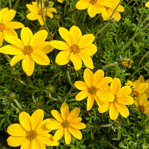 May include: A close-up view of bright yellow Bidens flowers with dark brown centers. The flowers have multiple petals and are surrounded by green foliage. The image is well-lit, showcasing the vibrant colors and textures of the flowers.