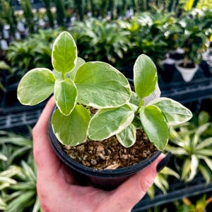 Vine, Variegated Vinca Vine, Live Plant, 4&quot; Growers Pot
