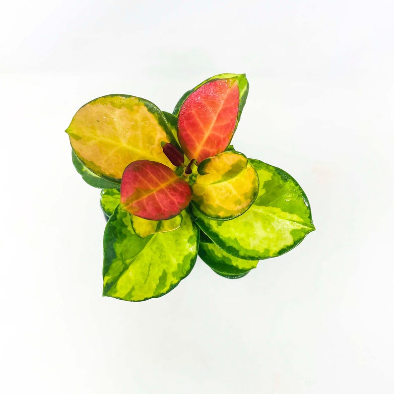 Hoya australis Lisa Wax Plant