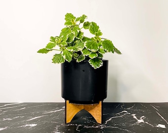 Plectranthus coleoides 'Variegata' (Swedish Ivy) - 4" Growers Pot