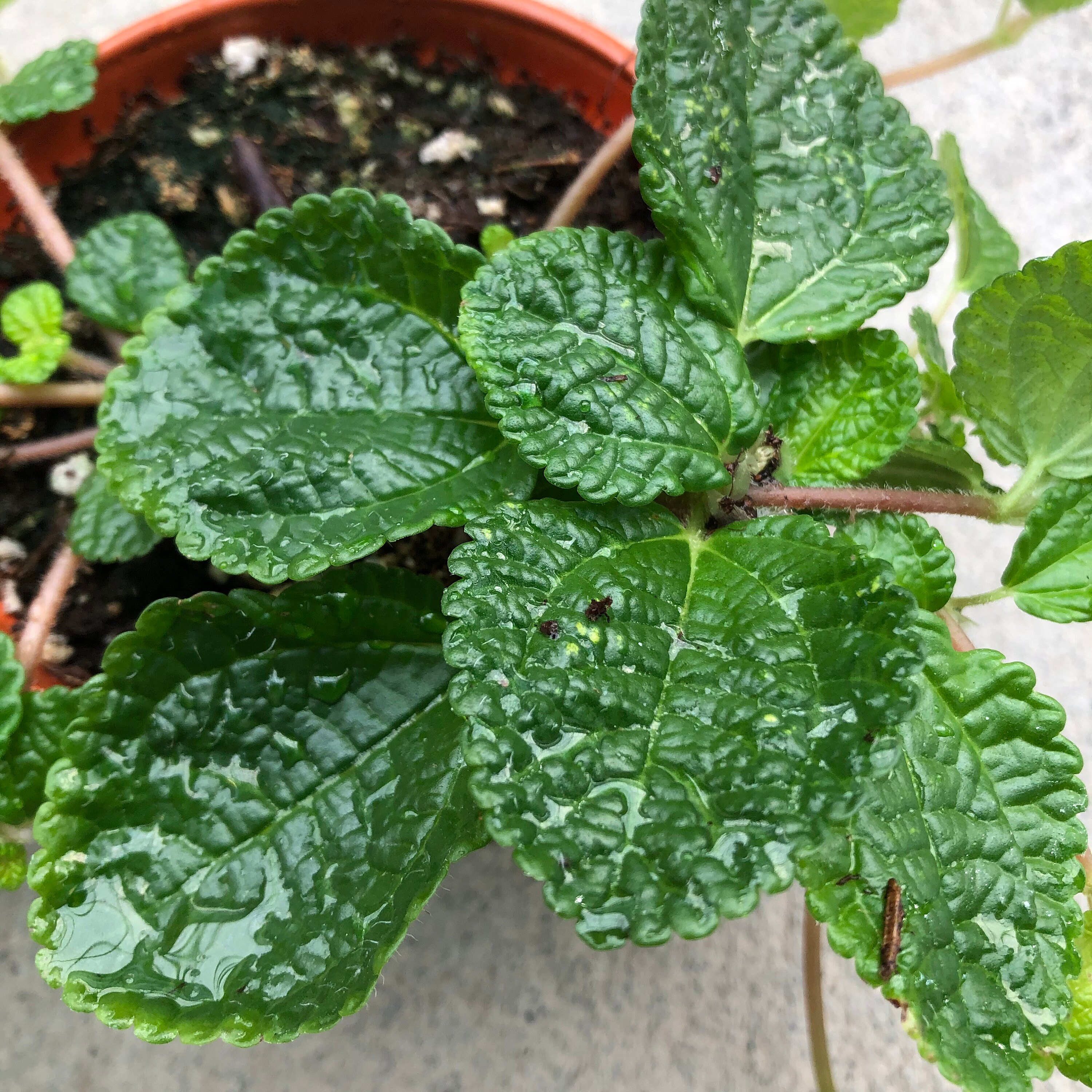 Pilea Nummulariifolia crinkle Charlie 4 Growers Pot Etsy