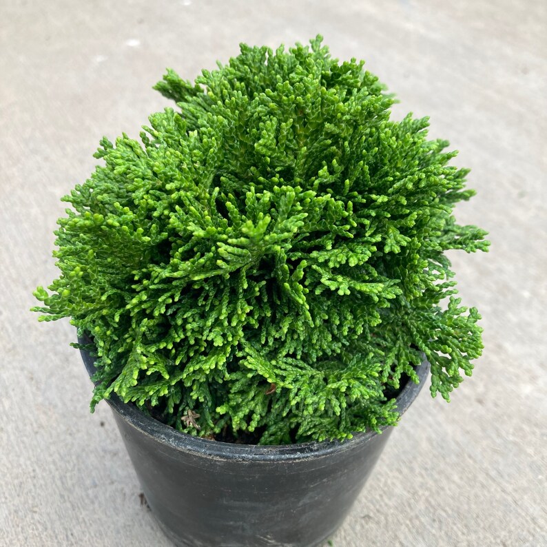 Chamaecyparis obtusa Nana Dwarf Hinoki Cypress 4 Growers Pot image 4