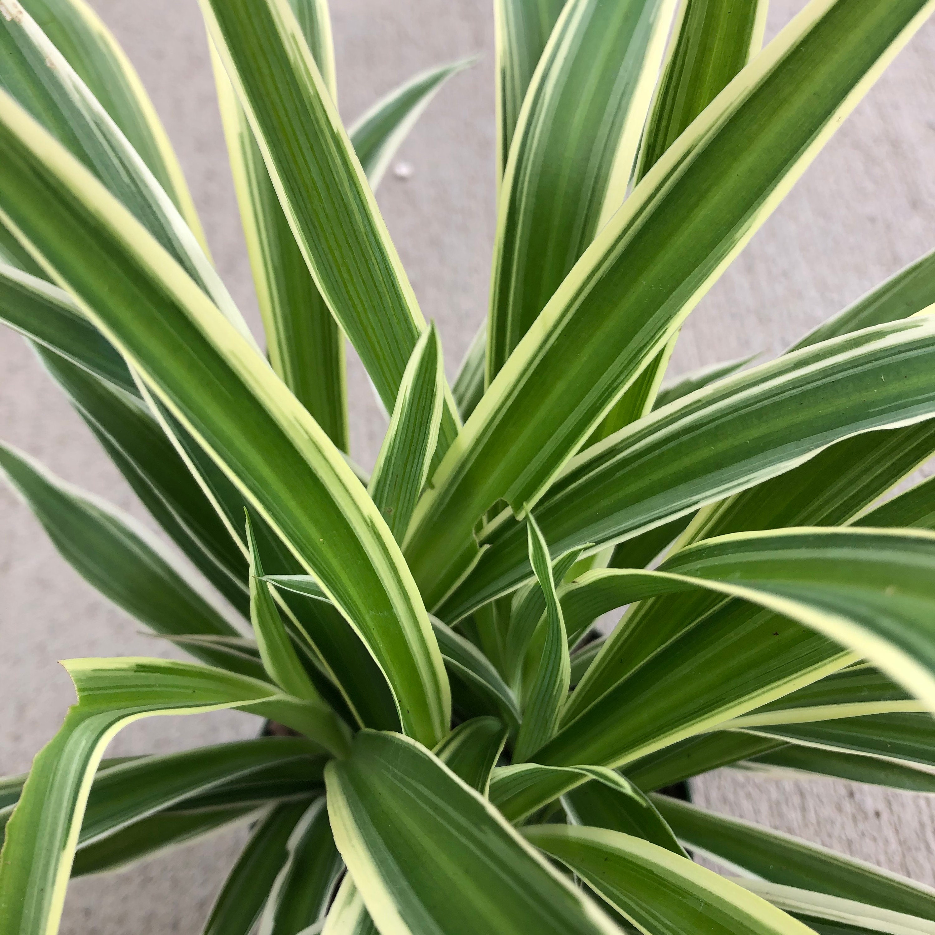 Spider Plant  Chlorophytum comosum 'Irish' – Almanac Planting Co