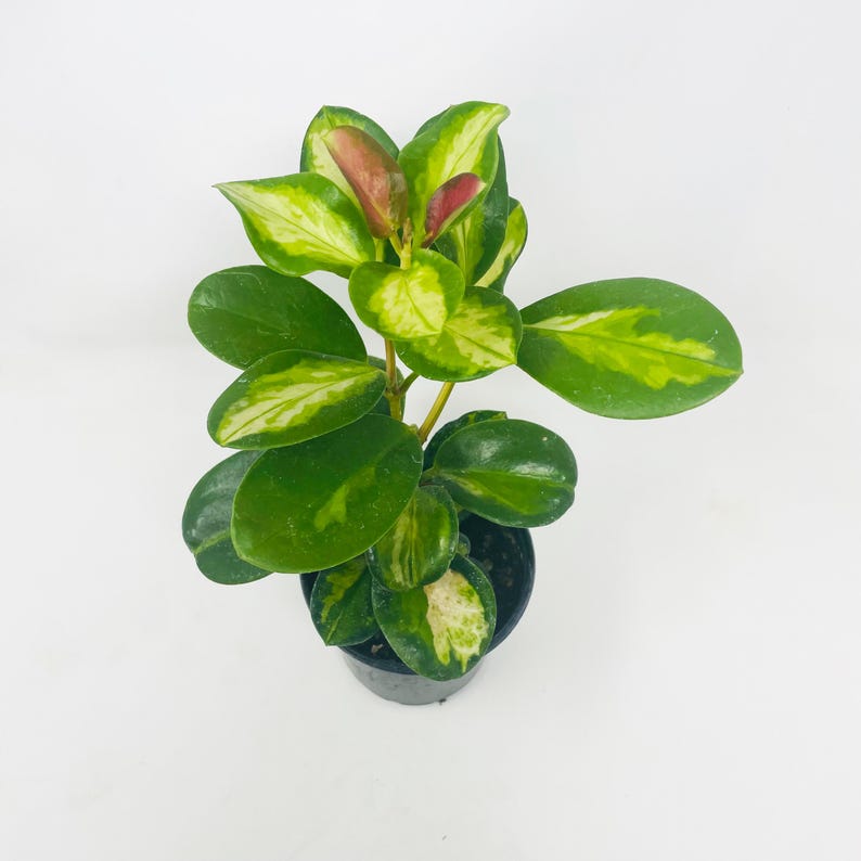 Hoya australis Lisa Wax Plant - Thumbnail 5