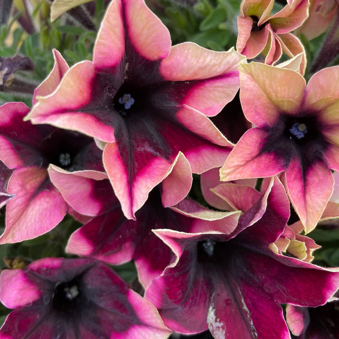 Crazytunia Blackberry Jam Petunia 4 Grower's Pot Etsy