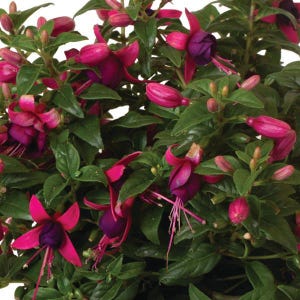 May include: Close-up of a fuchsia plant with vibrant pink and purple flowers. The flowers have a unique shape, with petals that curve downwards and a dark purple center. The plant is surrounded by lush green leaves.