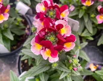 Seasonal Annual, Escential Cherryberry Nemesia, Live Plant, 4" Growers Pot