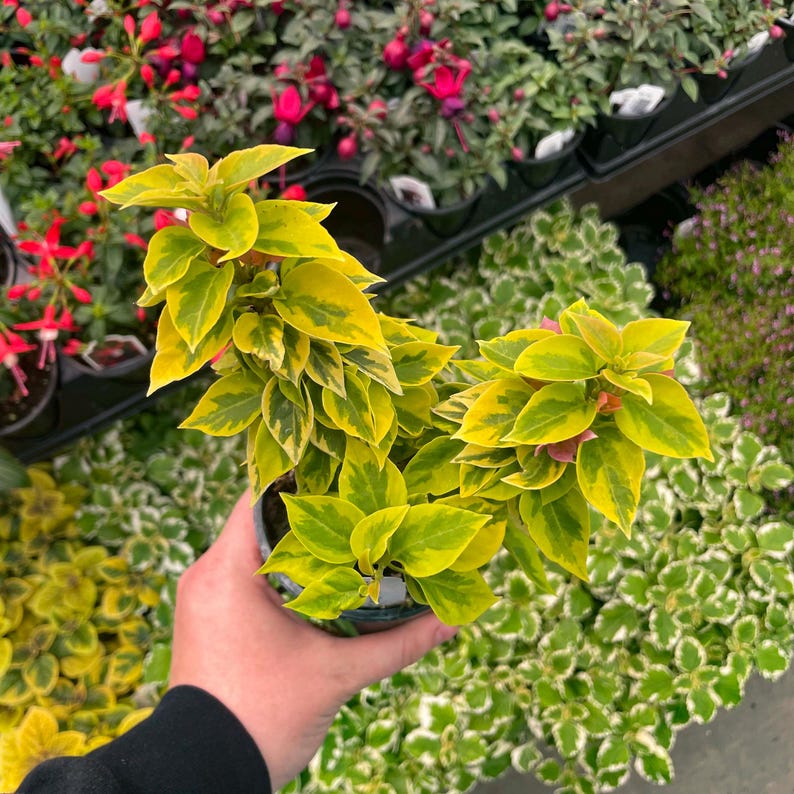 LAST CHANCE: Bougainvillea ‘pixie Queen', Live Plant, 4