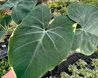 NEW IN: Alocasia 'Mickey Mouse', Live Tropical House Plant, 4" Growers Pot