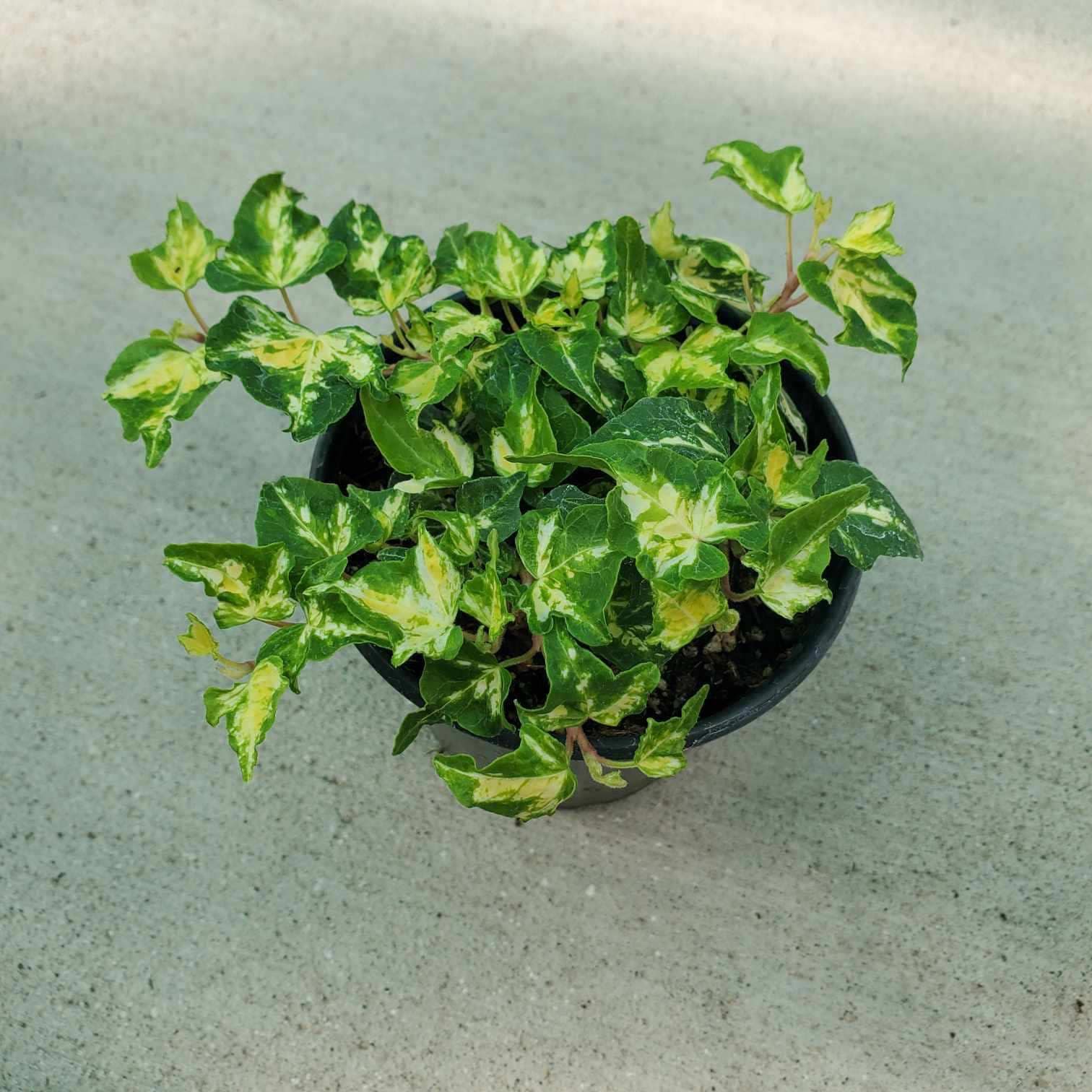 Hedera Helix Gold Ingot English Ivy 4 Etsy Canada