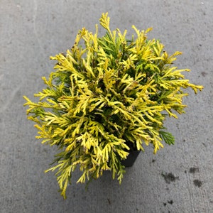 Chamaecyparis pisifera Golden Mop Golden Mop Threadbranch Cypress 2.5 Pot Growers Pot image 5