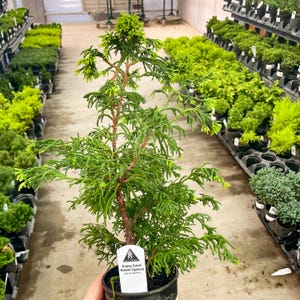 Pre-Bonsai, Sunny Swirl Hinoki Cypress, Live Bonsai Starter Plant - 4&quot; Growers Pot