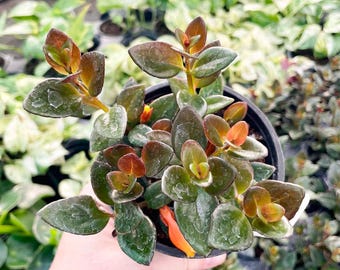Goldfish Plant, Black Gold - Goldfish Plant, Live Plant, 4&quot; Growers Pot