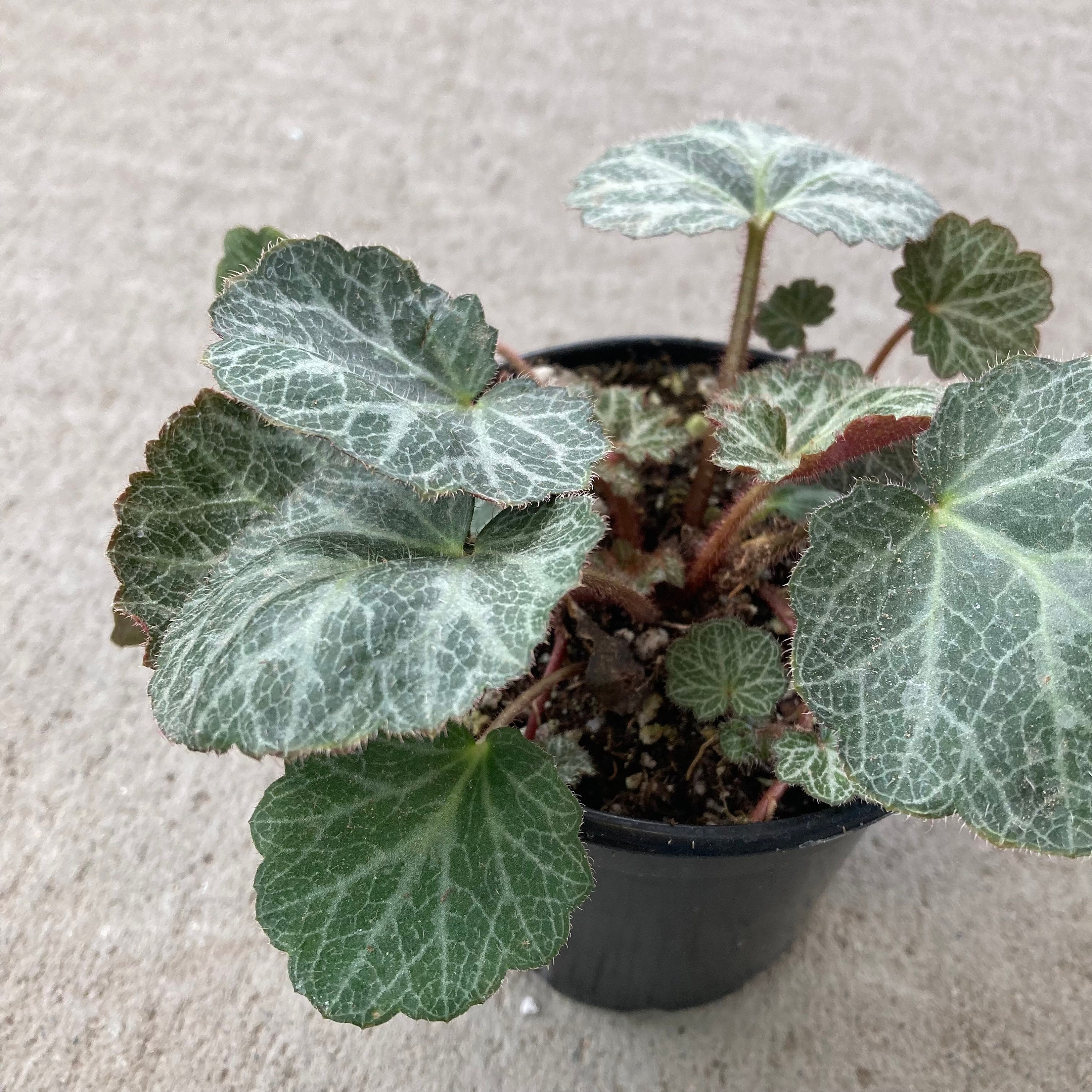 Strawberry Begonia ubicaciondepersonas.cdmx.gob.mx