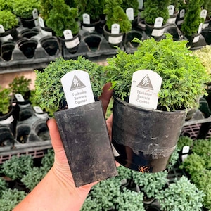 Pre-Bonsai, Tsukumo Sawara Cypress, Live Plant - 4&quot; Growers Pot