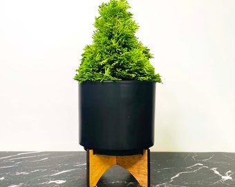 Chamaecyparis obtusa ‘Little Markey’ (Hinoki Cypress) - 4" Growers Pot