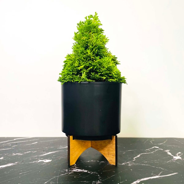 Chamaecyparis obtusa ‘Little Markey’ (Hinoki Cypress) - 4" Growers Pot