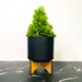 see more listings in the Bonsai Starters section