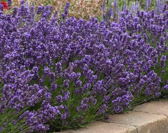 NEW IN: Perennial, English Lavender ‘Super Blue’, Live Plant, 1 Gallon Growers Pot