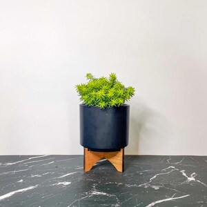 Creeping Sedum 'Angelina' Live Groundcover Succulent - 4" Growers Pot image 8