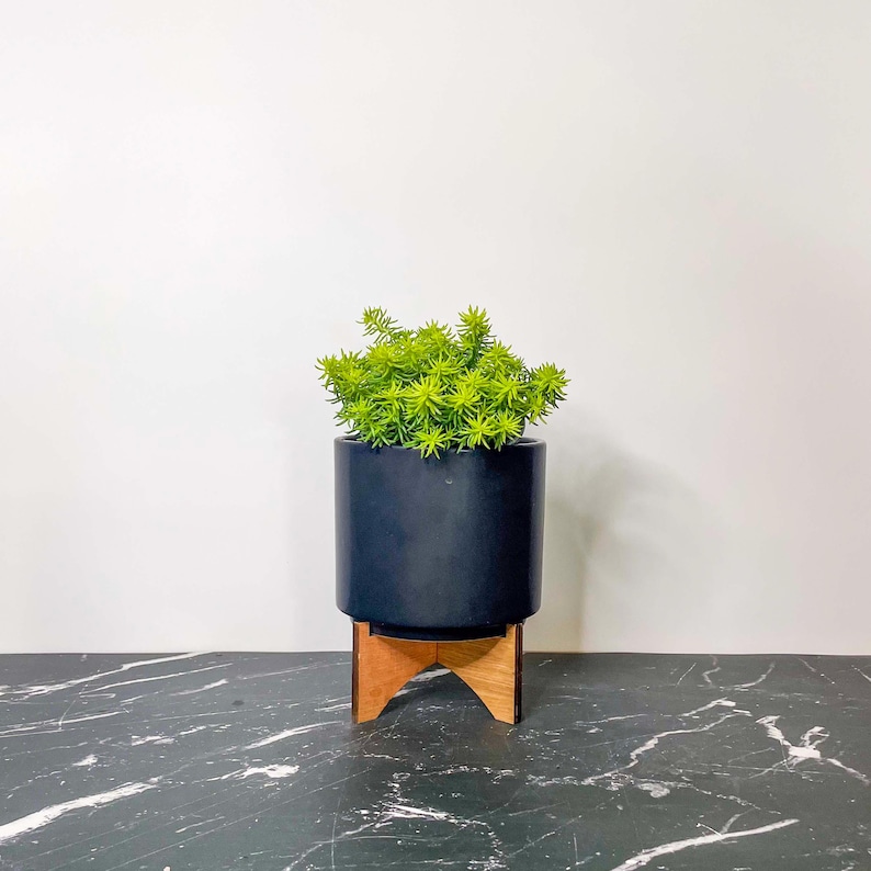 Creeping Sedum 'Angelina' Live Groundcover Succulent - 4" Growers Pot image 8