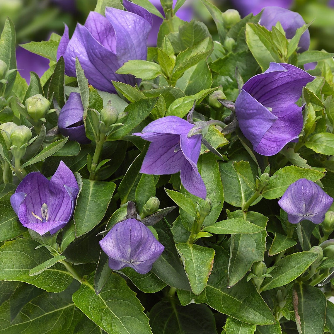 Platycodon grandiflorus С†РІРµС‚РѕРє