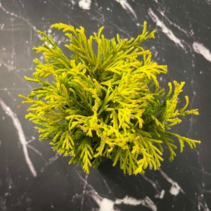 Chamaecyparis pisifera Golden Mop Golden Mop Threadbranch Cypress 2.5 Pot Growers Pot image 2