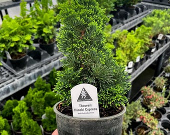 RESTOCKED: Pre-Bonsai, Thoweil Hinoki Cypress, Live Plant - 4" Growers Pot