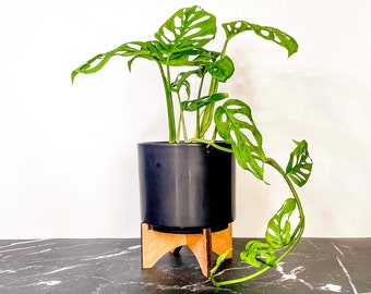 Monstera adansonni (Swiss Cheese Vine) - 4" Growers Pot