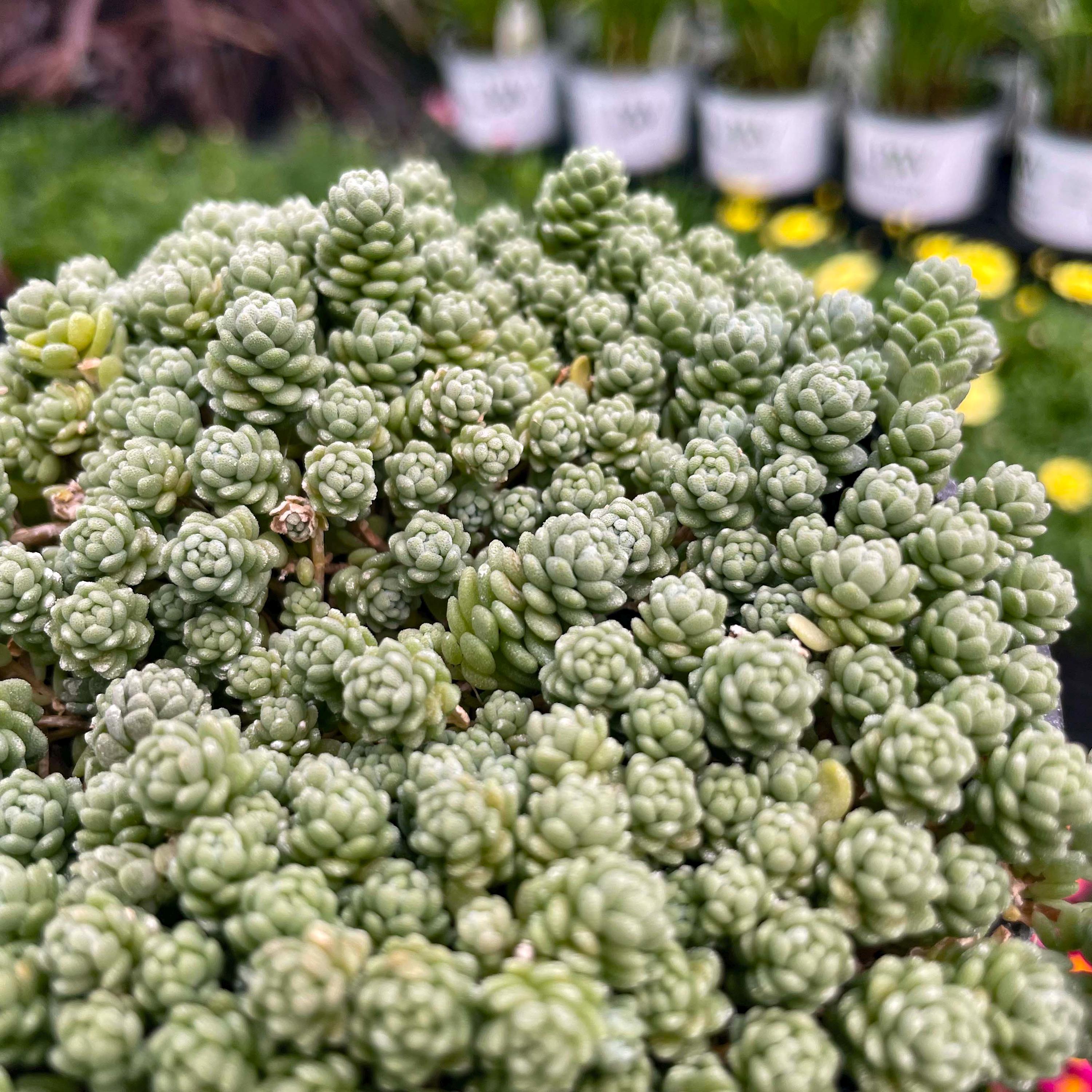 Creeping Sedum, 'major', Live Groundcover Succulent - 4" Growers Pot - Etsy