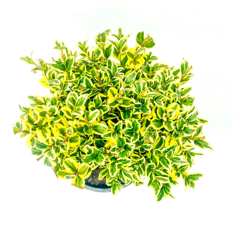 Buxus sempervirens Variegata Boxwood 4 Growers Pot image 3